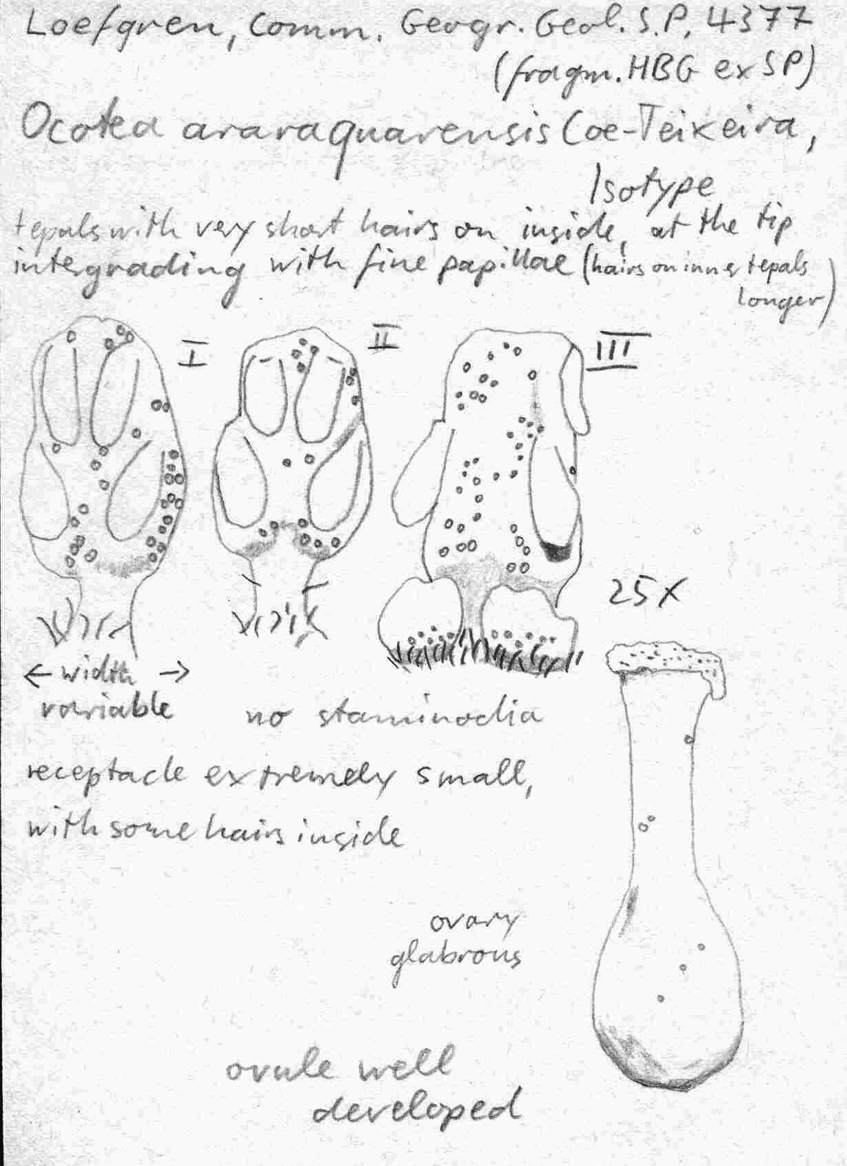 Vorschaubild Ocotea araraquarensis Coe-Teix.